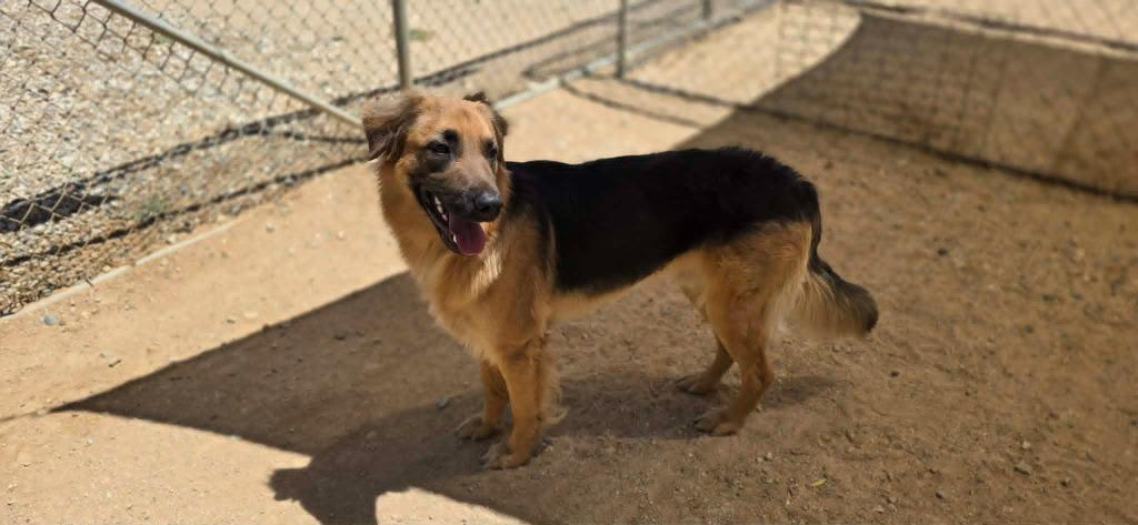 Enlarge Denver, a Adoptable mixed breed in California City, CA image 3/6