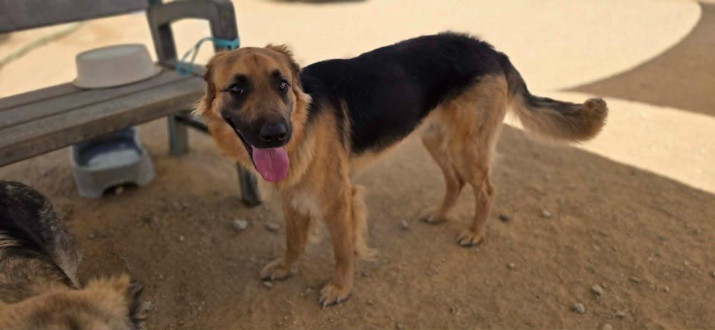 Enlarge Denver, a Adoptable mixed breed in California City, CA image 4/6