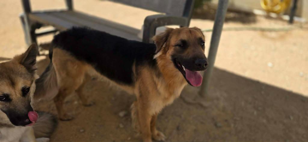Enlarge Denver, a Adoptable mixed breed in California City, CA image 5/6