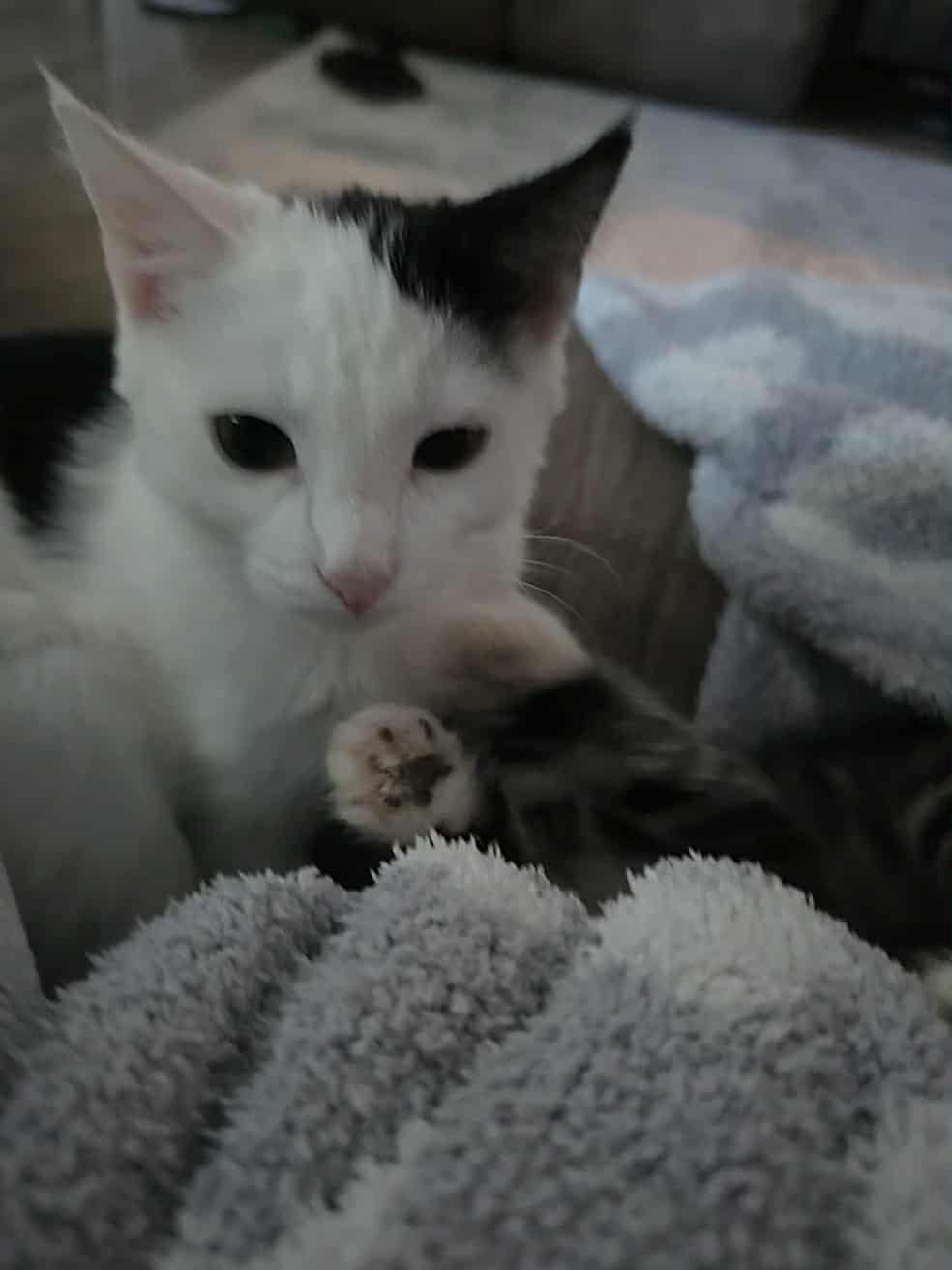 Ms Moo, a Adoptable Domestic Short Hair in Manhattan, KS image 2/5