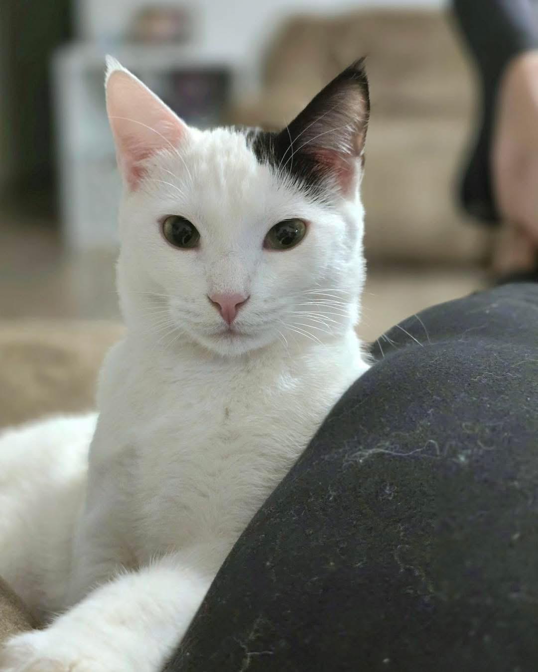 Enlarge Ms Moo, a Adoptable Domestic Short Hair in Manhattan, KS image 1/6