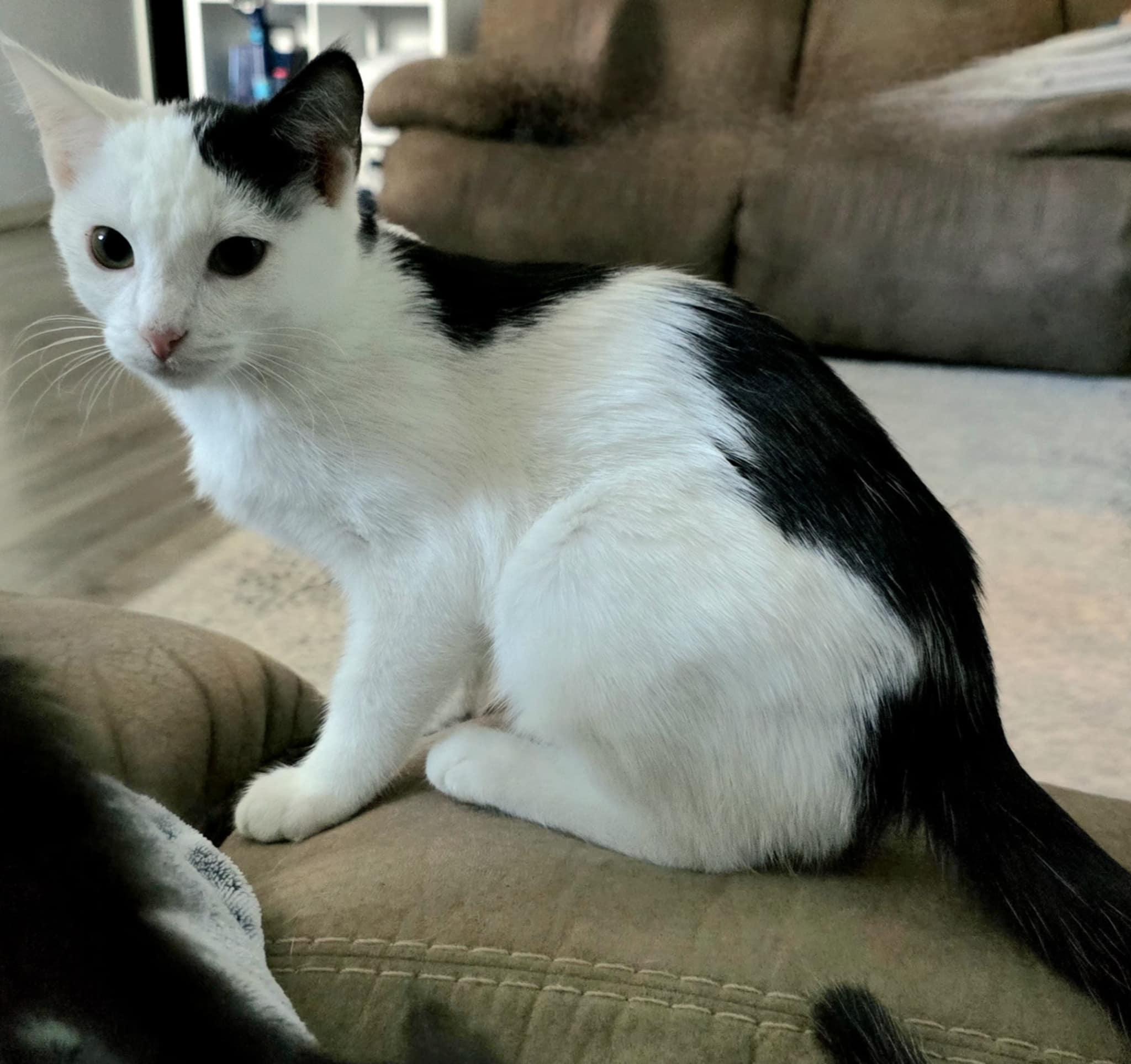 Ms Moo, a Adoptable Domestic Short Hair in Manhattan, KS image 5/5