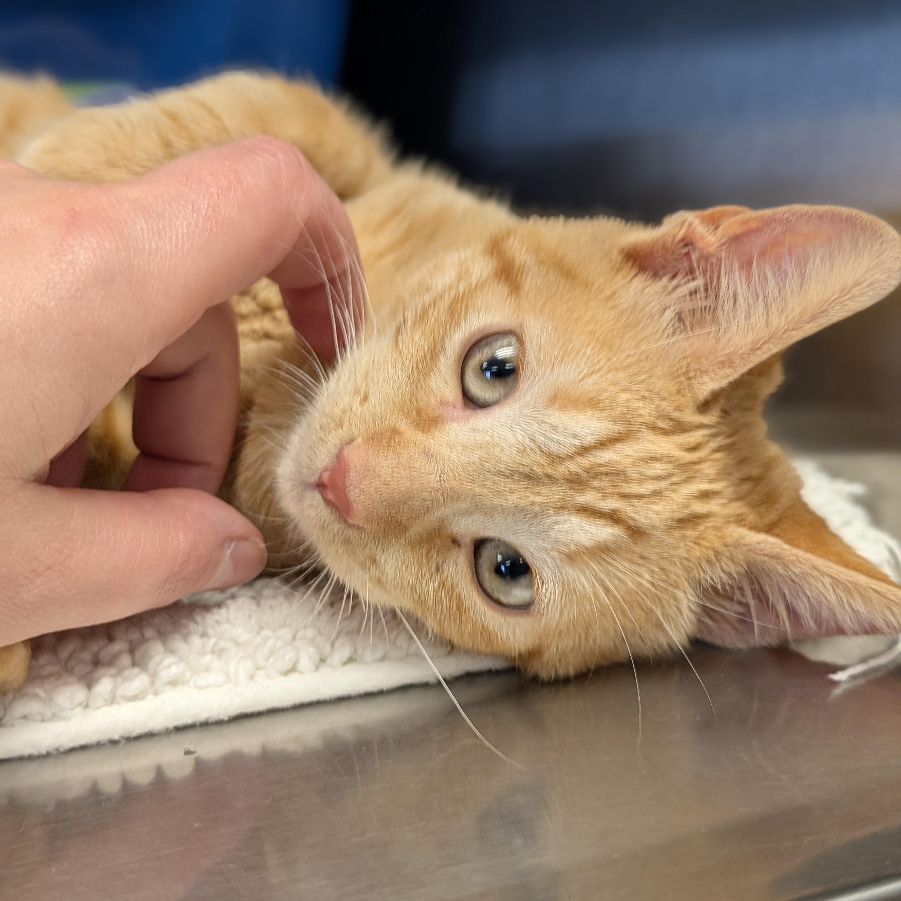 Enlarge Queso, a ADOPTABLE Domestic Short Hair in Madison, WI image 3/4