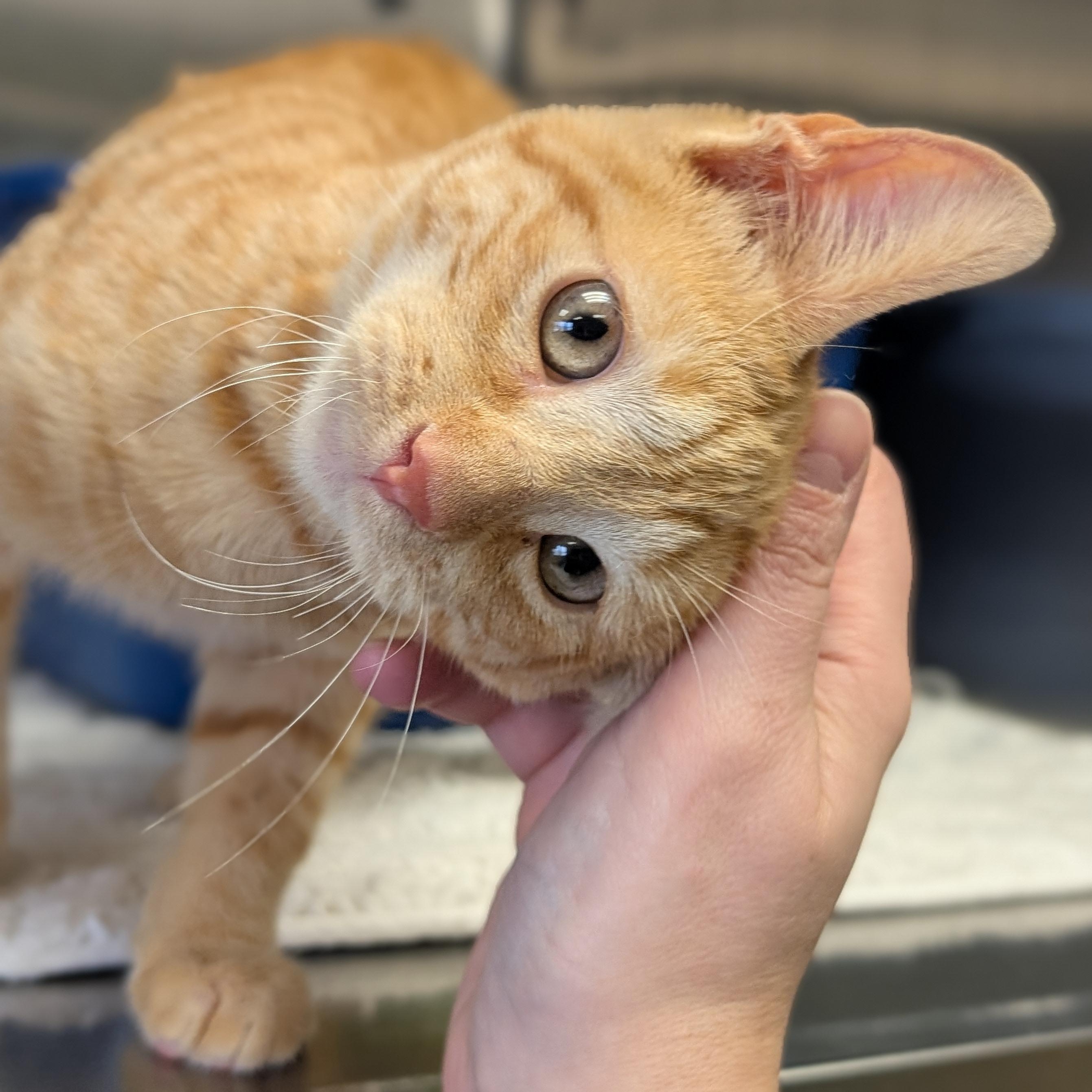 Enlarge Queso, a ADOPTABLE Domestic Short Hair in Madison, WI image 2/4