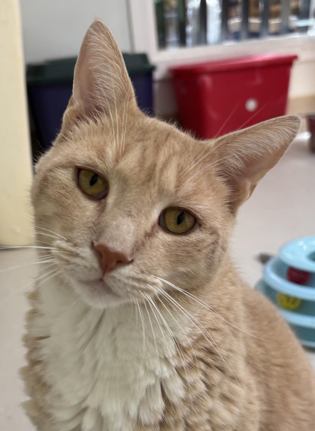 Roni, Adoptable, Adult Male Domestic Short Hair.