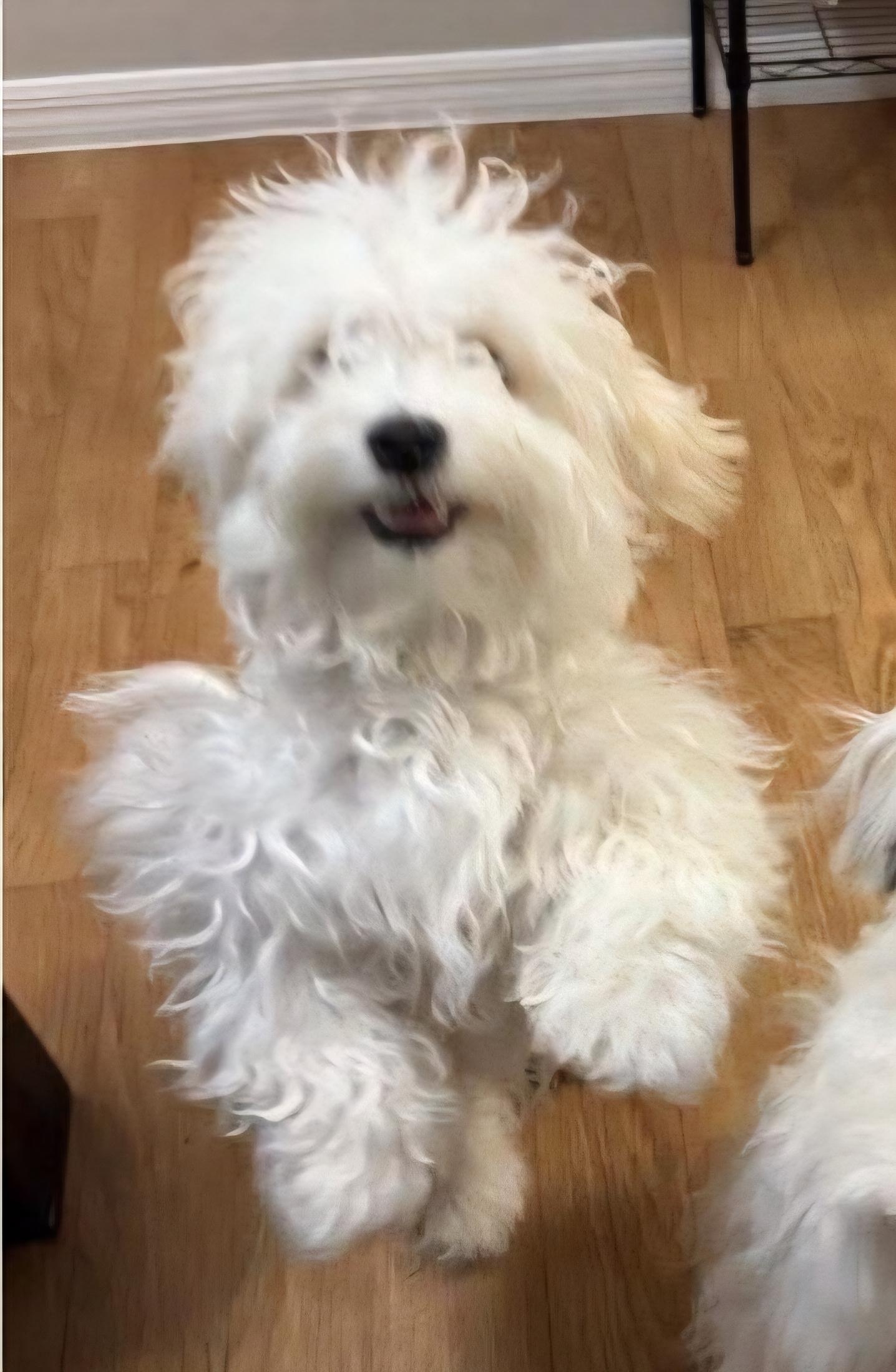 Sugar, an adoptable Maltipoo in Boca Raton, FL, 33432 | Photo Image 2