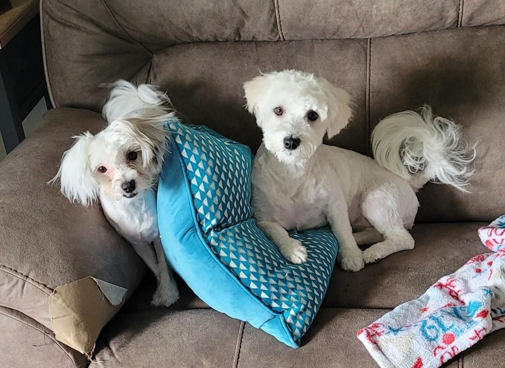 Sugar, an adoptable Maltipoo in Boca Raton, FL, 33432 | Photo Image 1