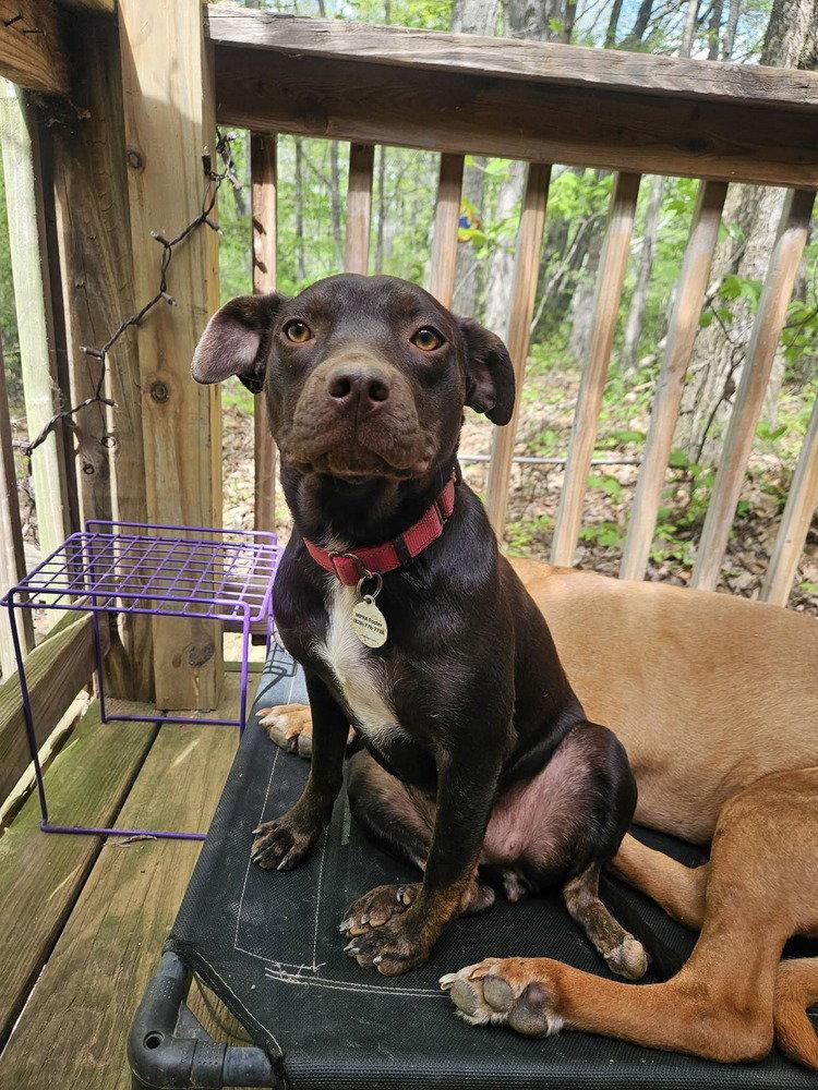 Darla, Adoptable, Puppy Female Terrier.