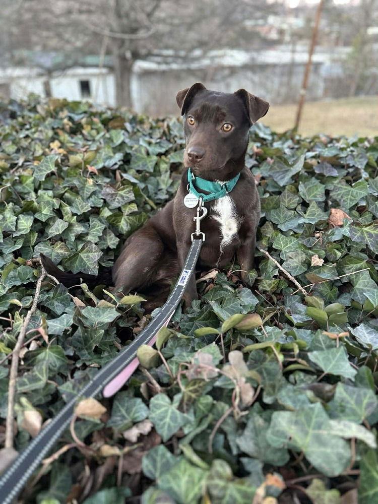 Darla, Adoptable, Puppy Female Terrier.