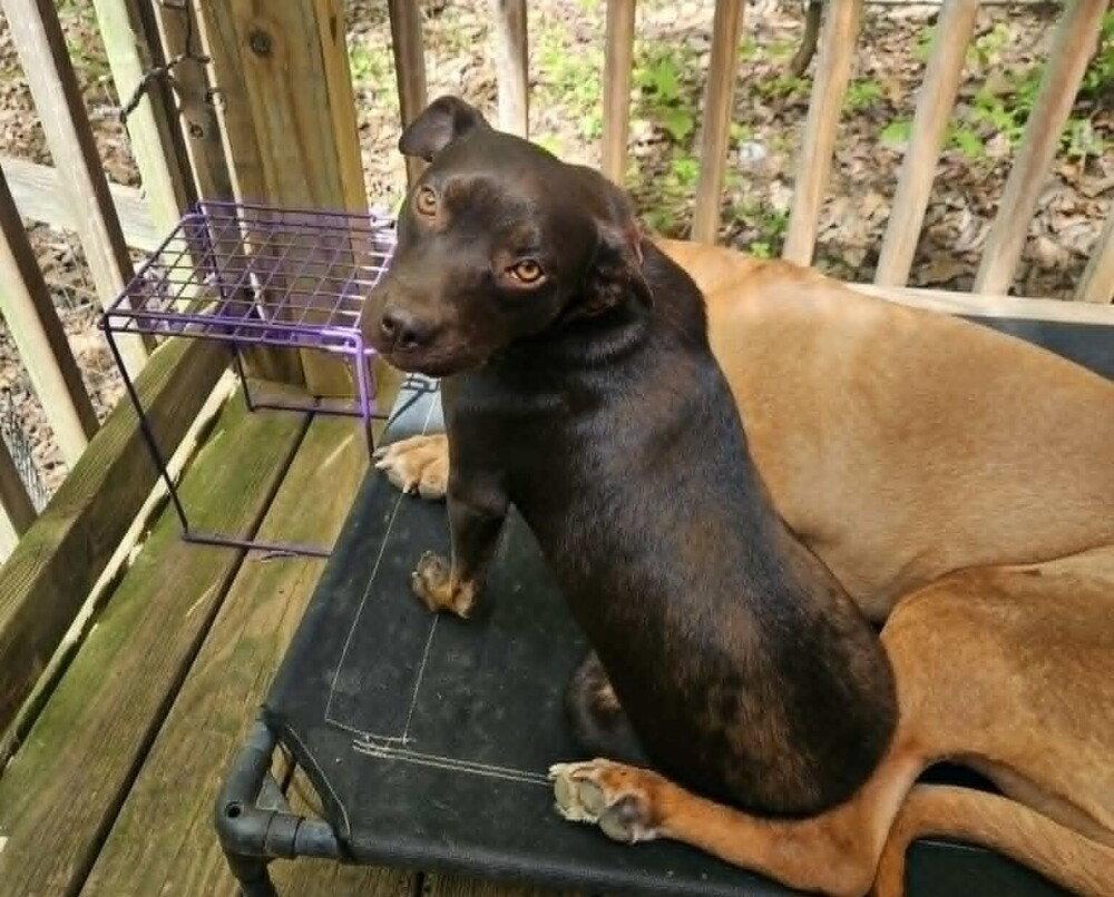 Enlarge Darla, a Adoptable Terrier in Candler, NC image 2/3