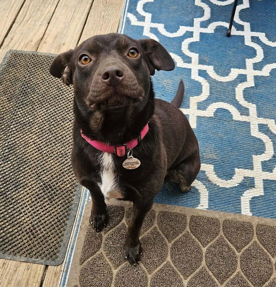 Enlarge Darla, a Adoptable Terrier in Candler, NC image 2/3