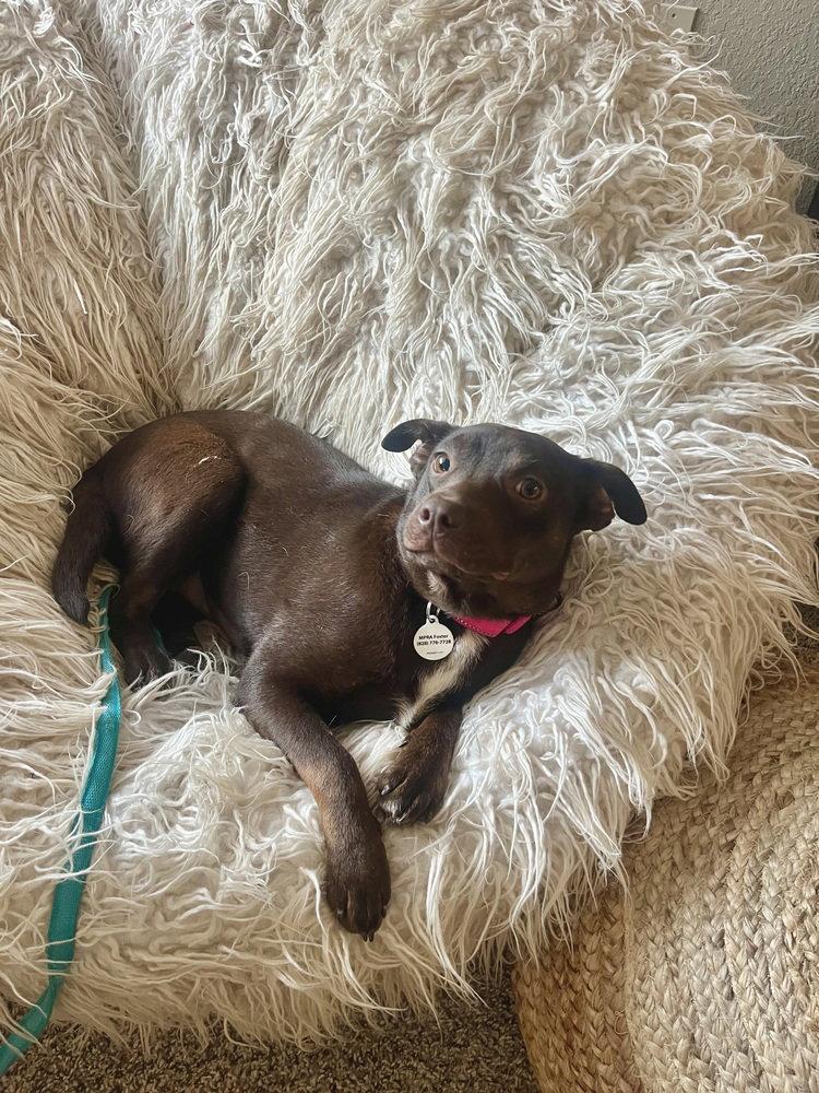 Enlarge Darla, a Adoptable Terrier in Candler, NC image 3/3