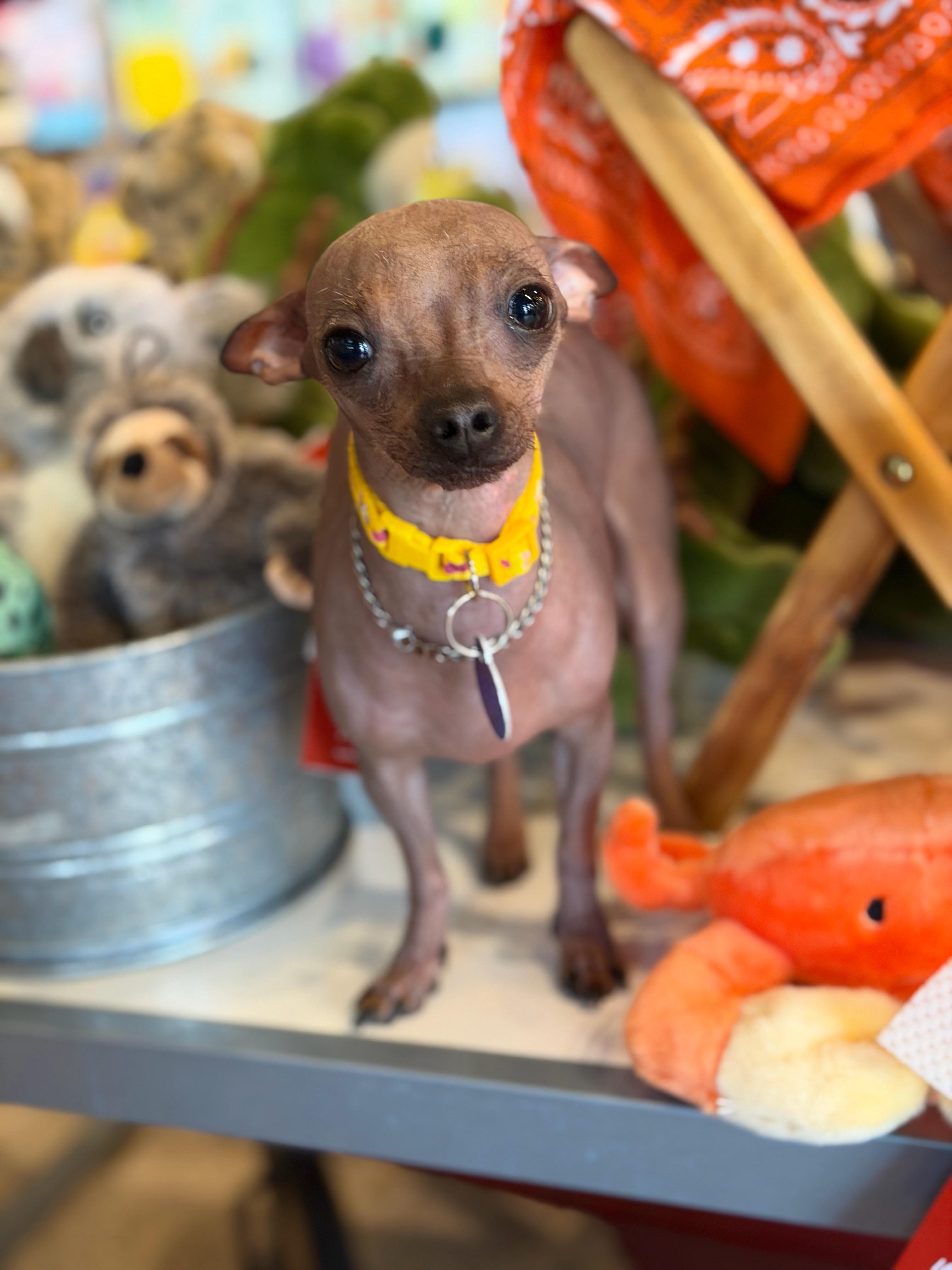 Fae, ADOPTABLE, Young Female Chihuahua & Xoloitzcuintli / Mexican Hairless.