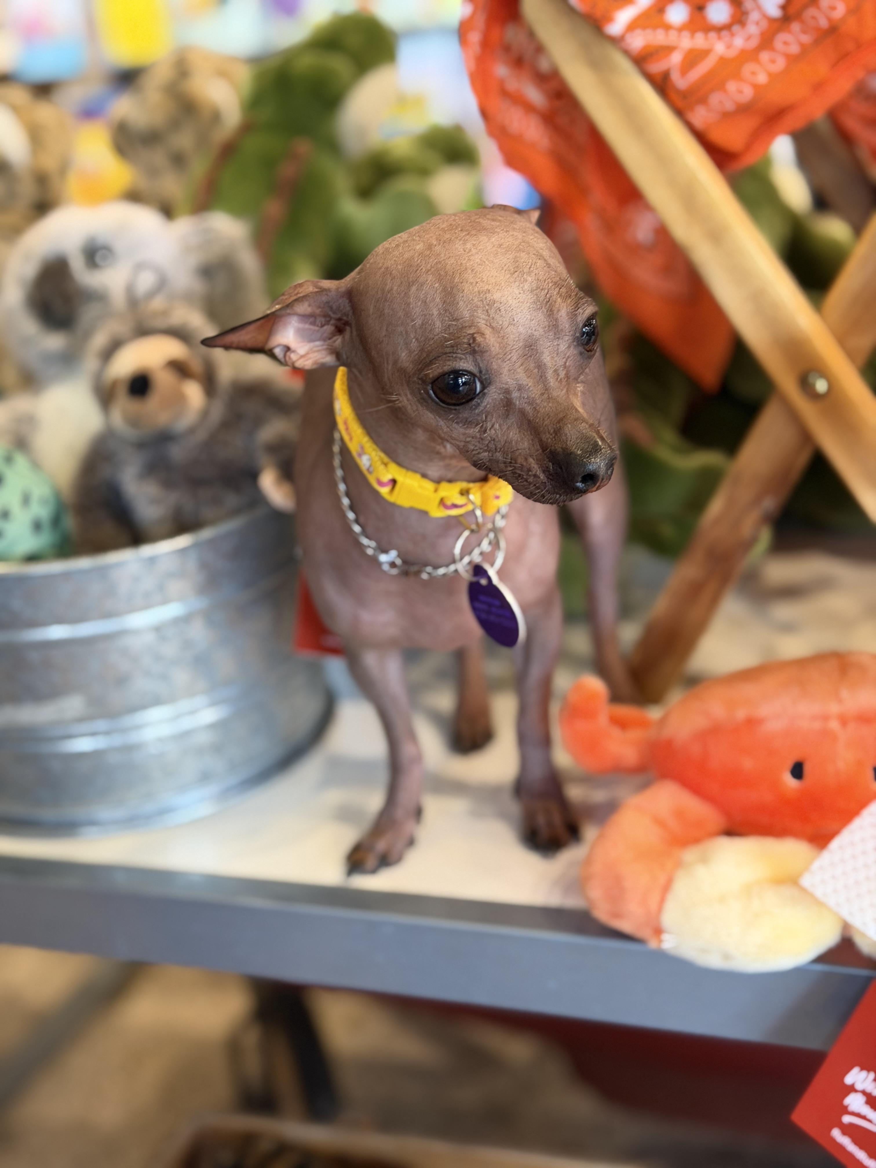 Enlarge Fae, a ADOPTABLE mixed breed in Atlanta, GA image 4/5