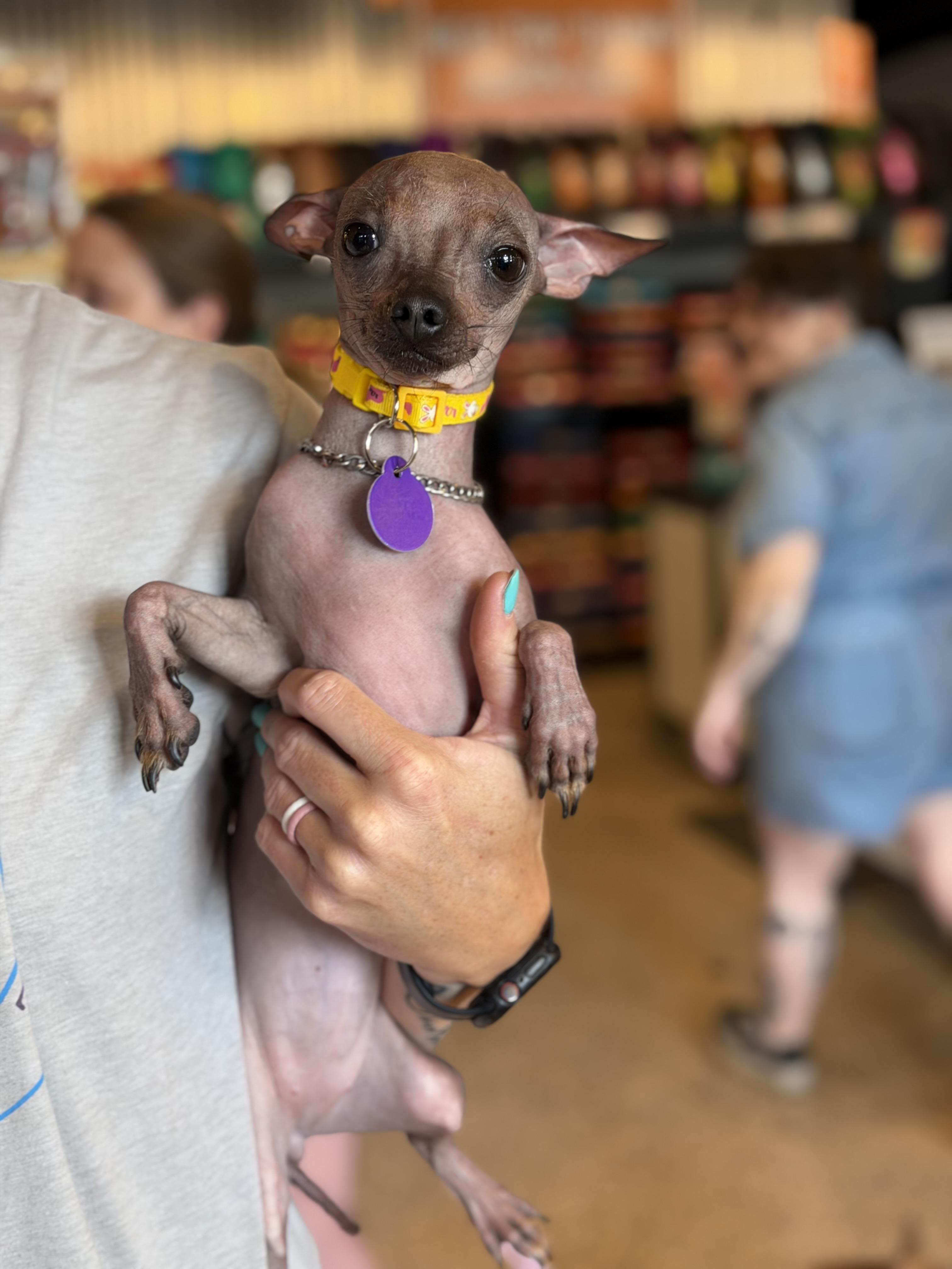 Enlarge Fae, a ADOPTABLE mixed breed in Atlanta, GA image 3/5