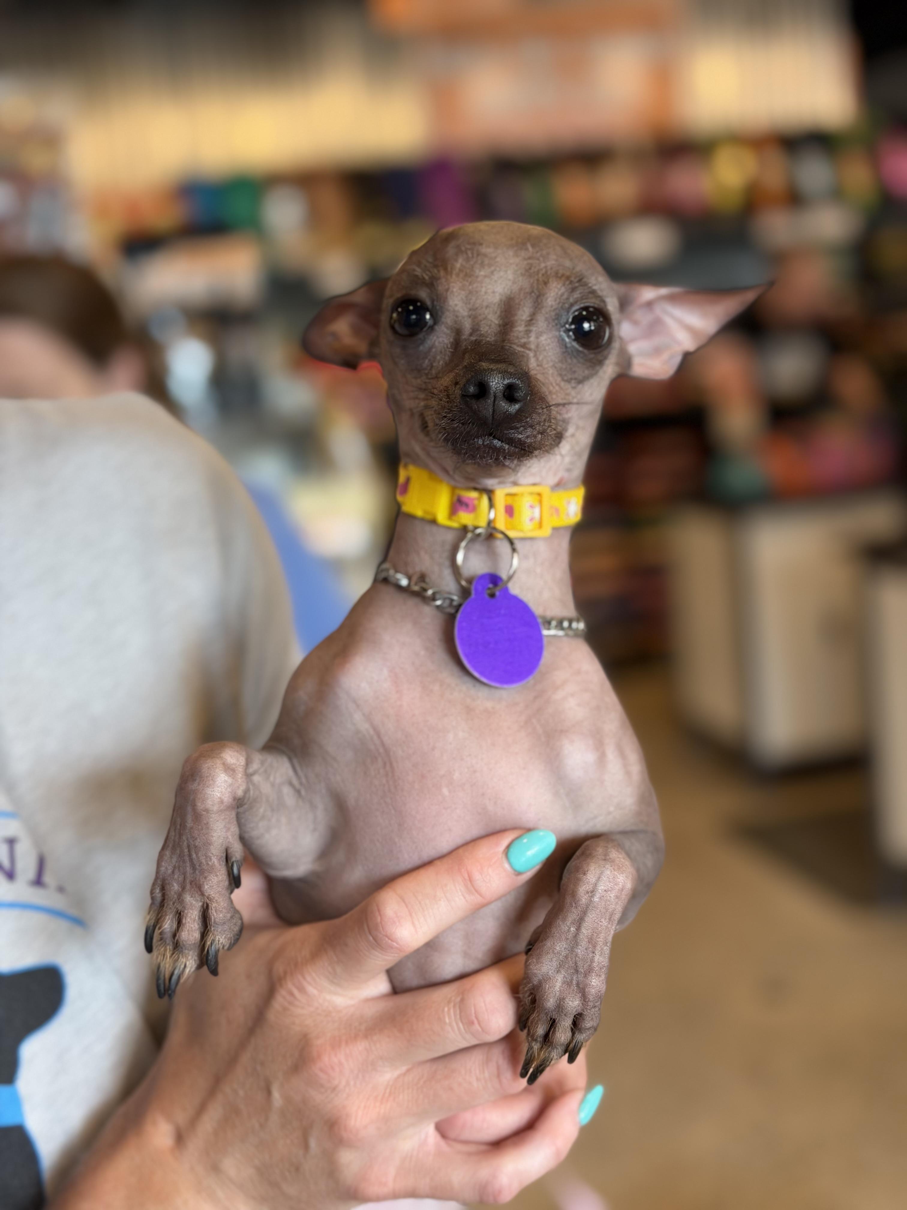 Enlarge Fae, a ADOPTABLE mixed breed in Atlanta, GA image 5/5