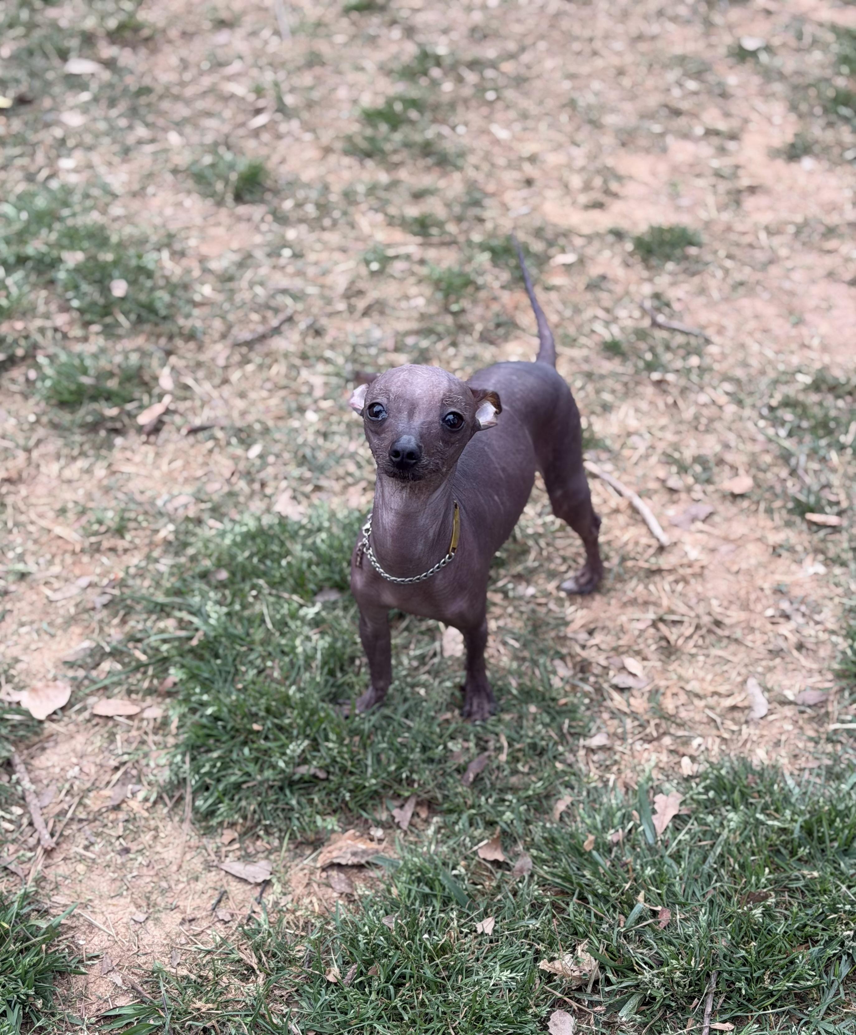 Enlarge Fae, a ADOPTABLE mixed breed in Atlanta, GA image 2/5