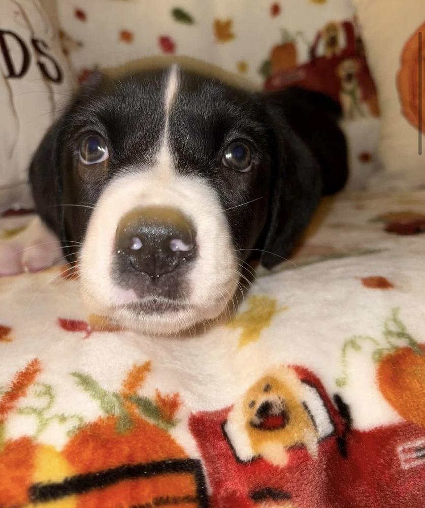 Enlarge Dopey, a Adoptable mixed breed in Irwin, PA image 3/6