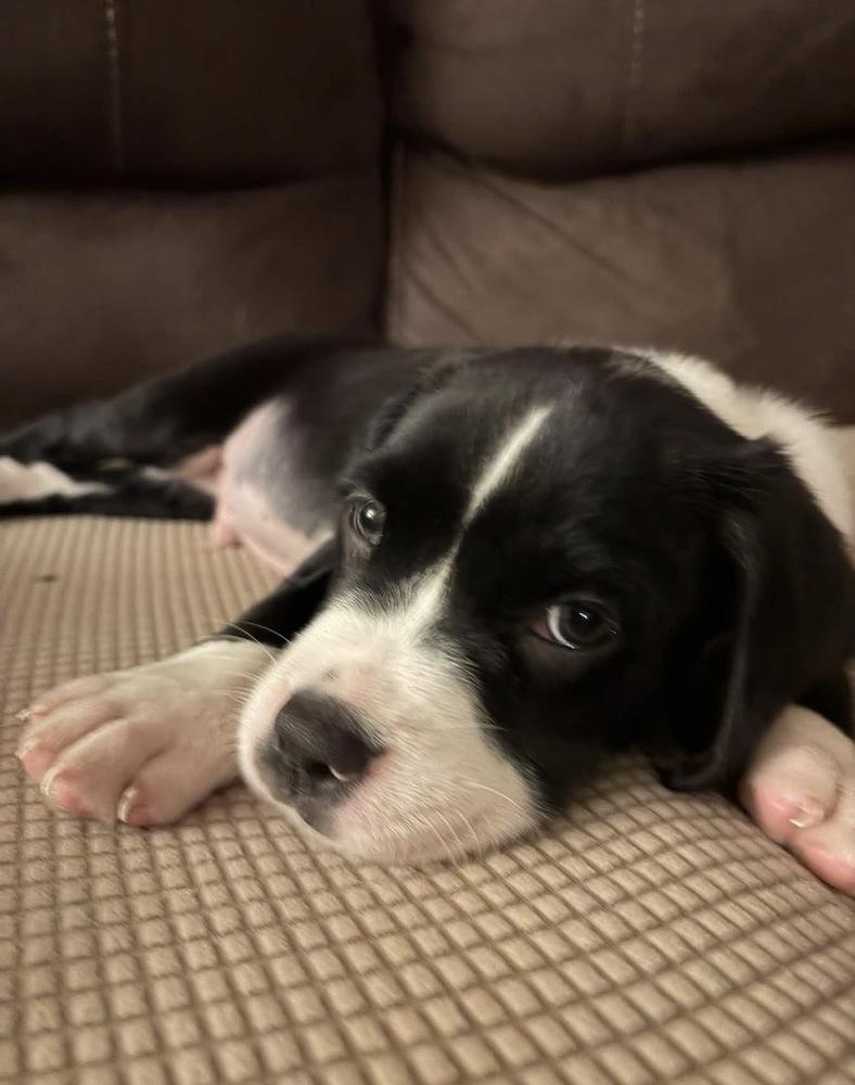 Enlarge Dopey, a Adoptable mixed breed in Irwin, PA image 5/6