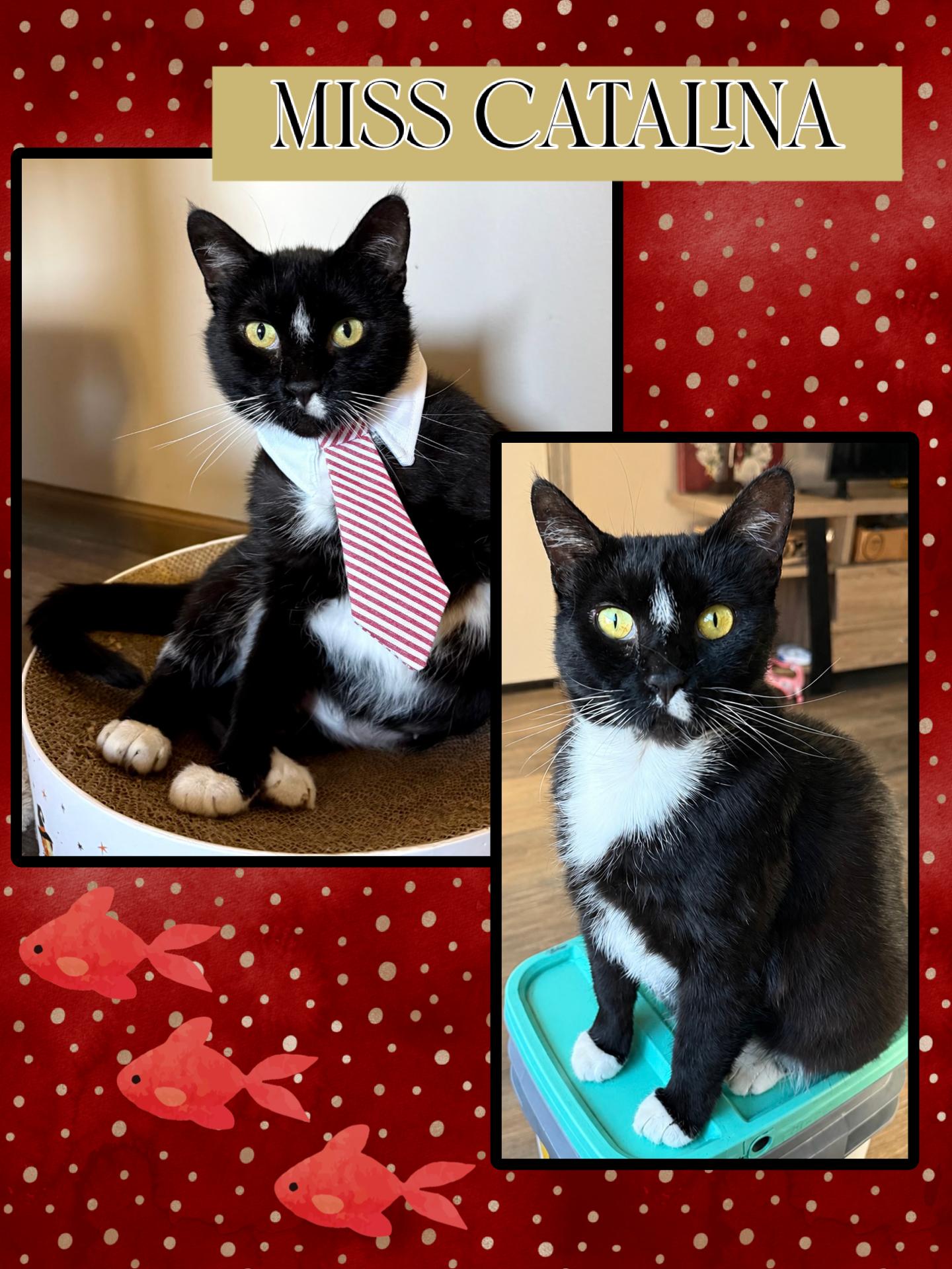 Catalina, Adoptable, Adult Female Domestic Short Hair.