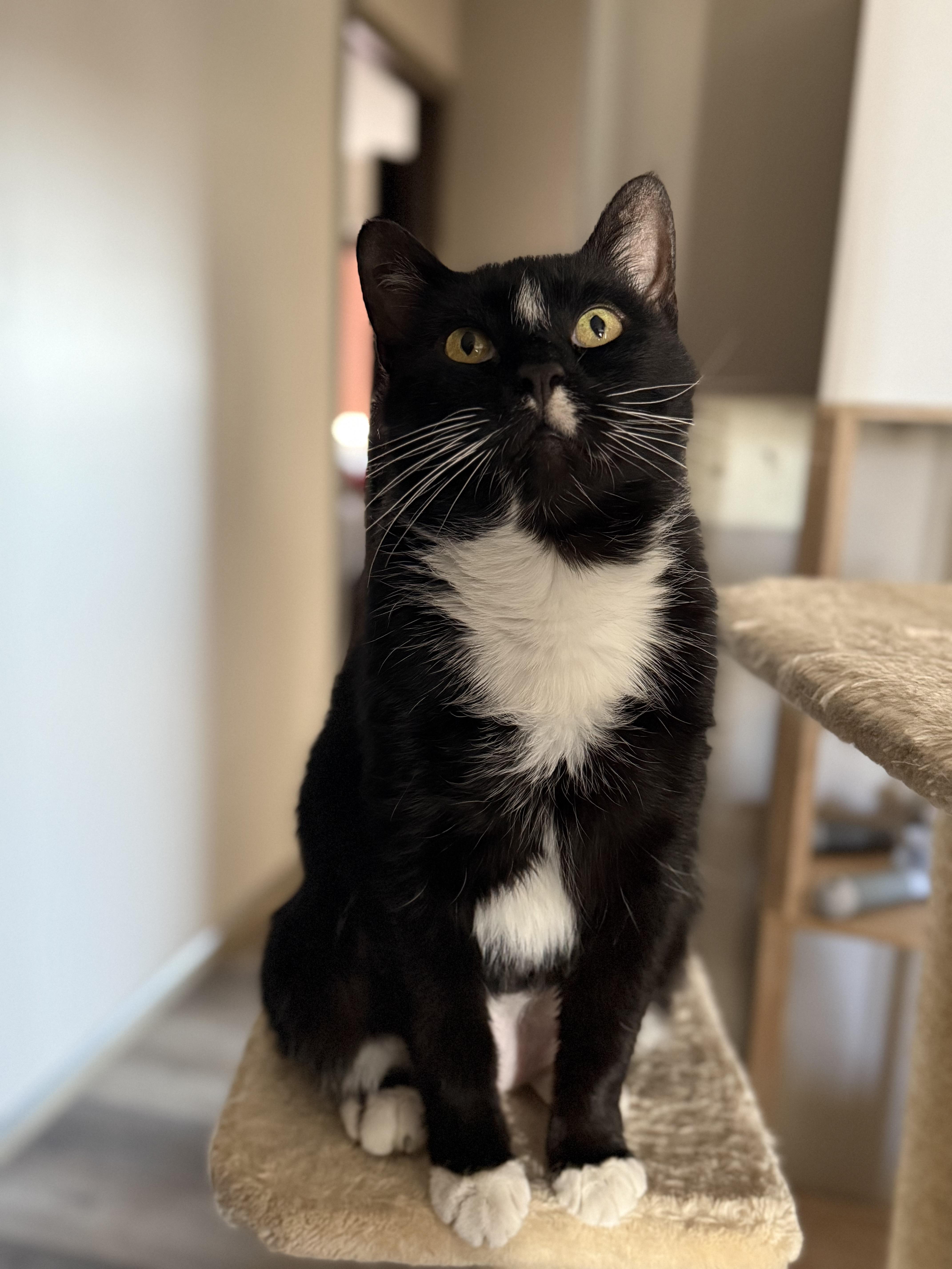 Enlarge Lola, a Adoptable Domestic Short Hair in Kearney, NE image 1/1