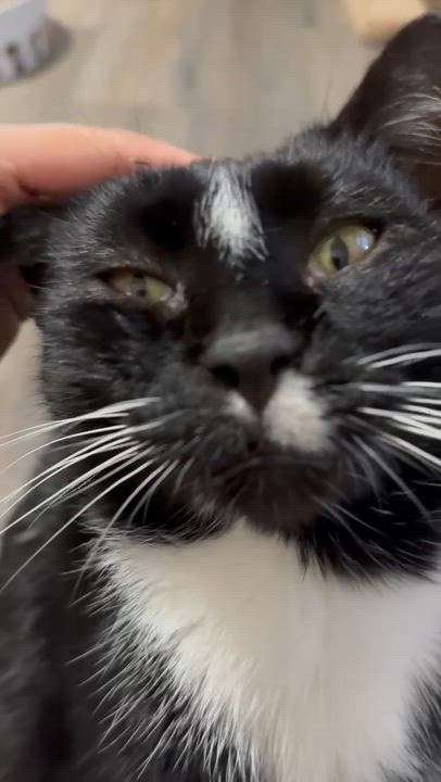 Enlarge Catalina, a Adoptable Domestic Short Hair in Kearney, NE video 2/2