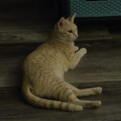 Bella, Adoptable, Young Female Domestic Short Hair.