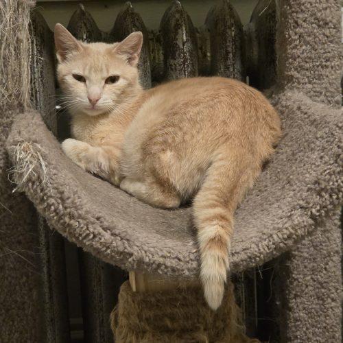Enlarge Bella, a Adoptable Domestic Short Hair in Verona, NJ image 2/5