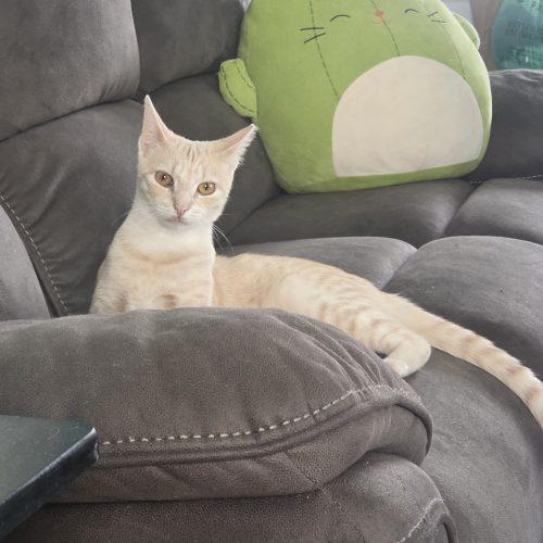 Enlarge Bella, a Adoptable Domestic Short Hair in Verona, NJ image 3/5