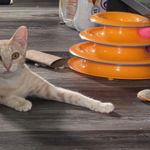 Enlarge Bella, a Adoptable Domestic Short Hair in Verona, NJ image 4/5