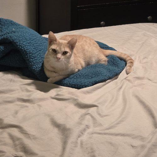 Enlarge Bella, a Adoptable Domestic Short Hair in Verona, NJ image 5/5