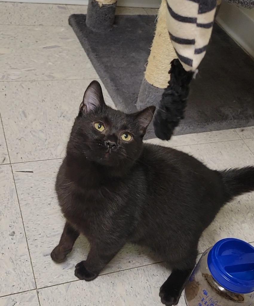 SNERT, Adoptable, Kitten Male Domestic Short Hair.