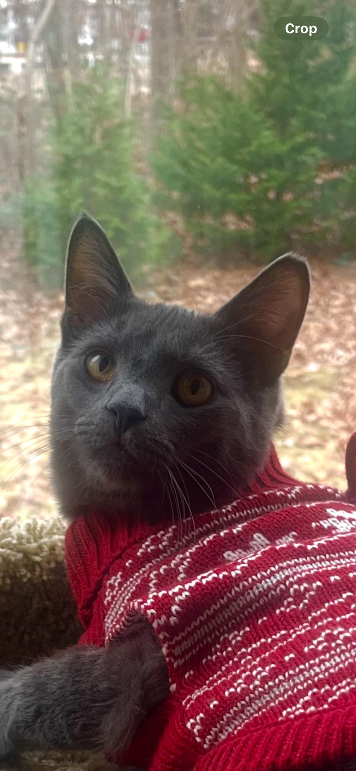 Cloud, a Adopted Domestic Short Hair in Sea Isle City, NJ image 2/4