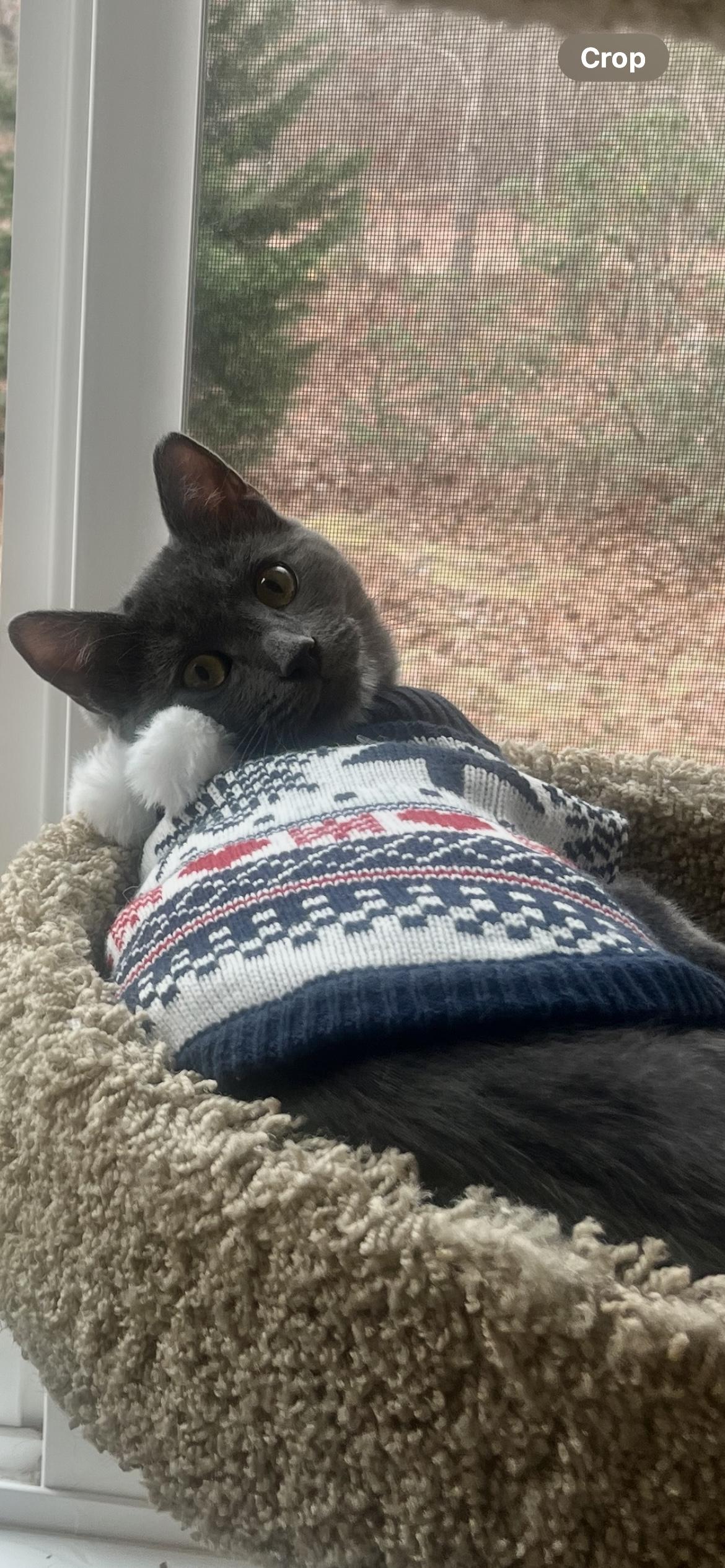 Cloud, a Adopted Domestic Short Hair in Sea Isle City, NJ image 3/4