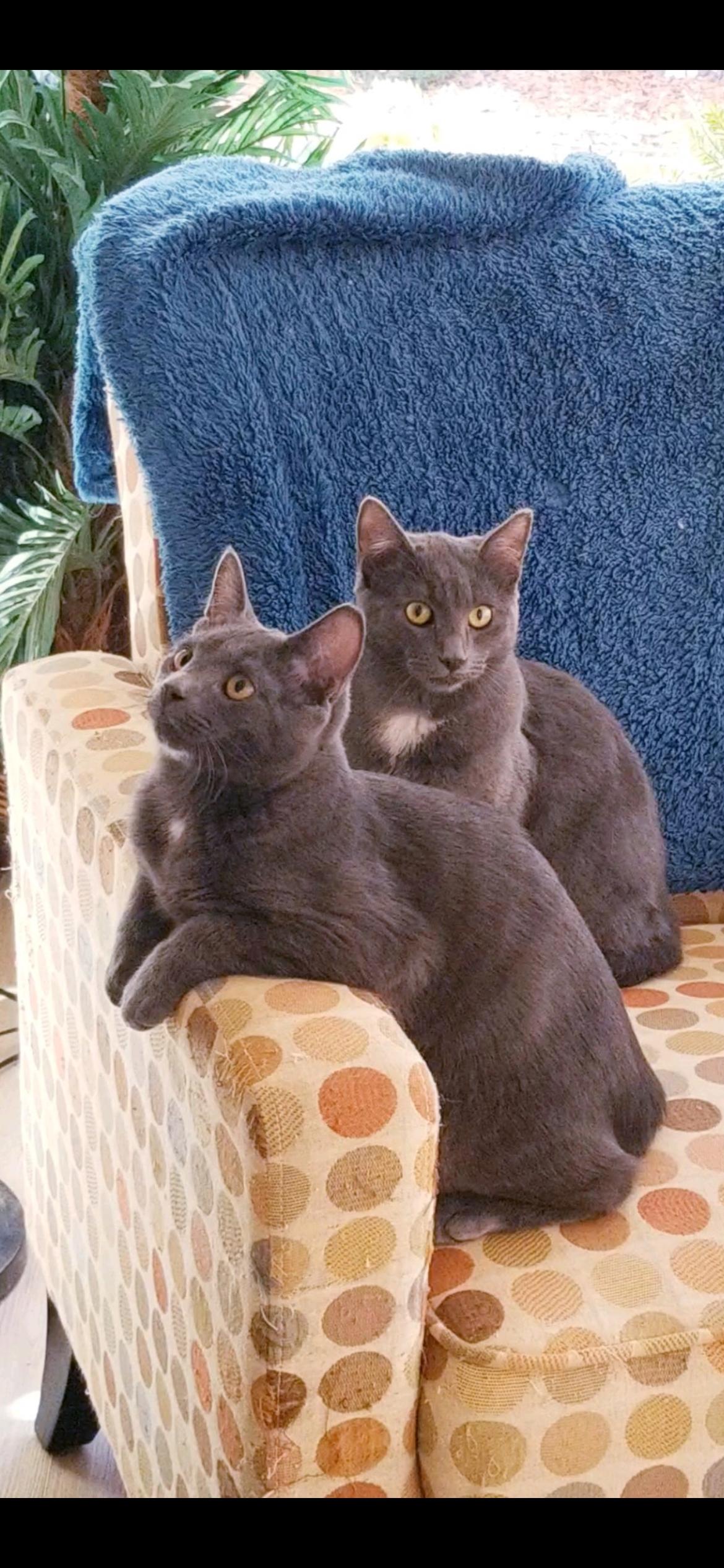 Cloud, a Adopted Domestic Short Hair in Sea Isle City, NJ image 4/4