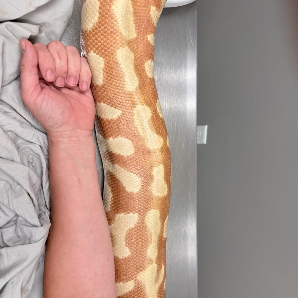 Enlarge Hellboy, a Adoptable Python in Chester Springs, PA image 3/3