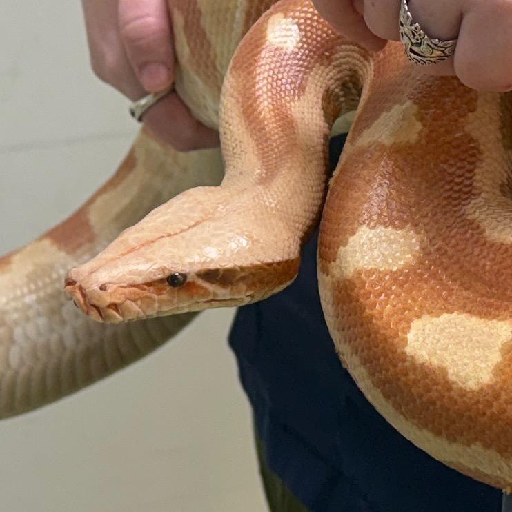Enlarge Hellboy, a Adoptable Python in Chester Springs, PA image 2/3