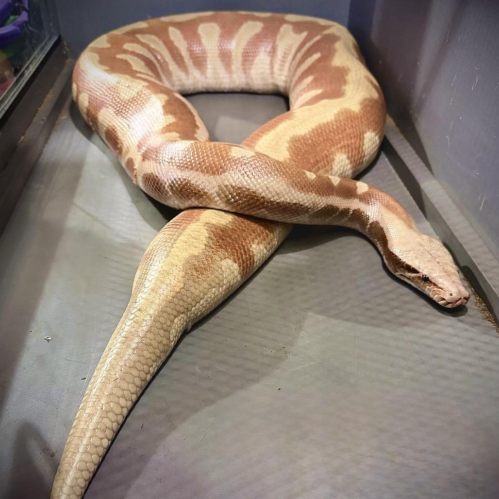 Hellboy, Adoptable, Adult Male Python.