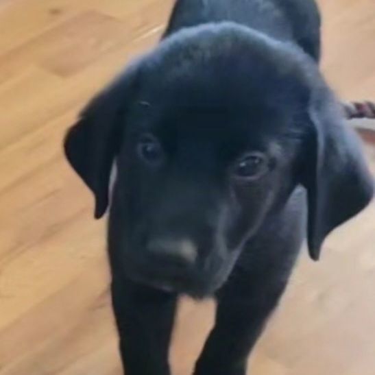 Mochi, Adopted, Puppy Female Black Labrador Retriever.