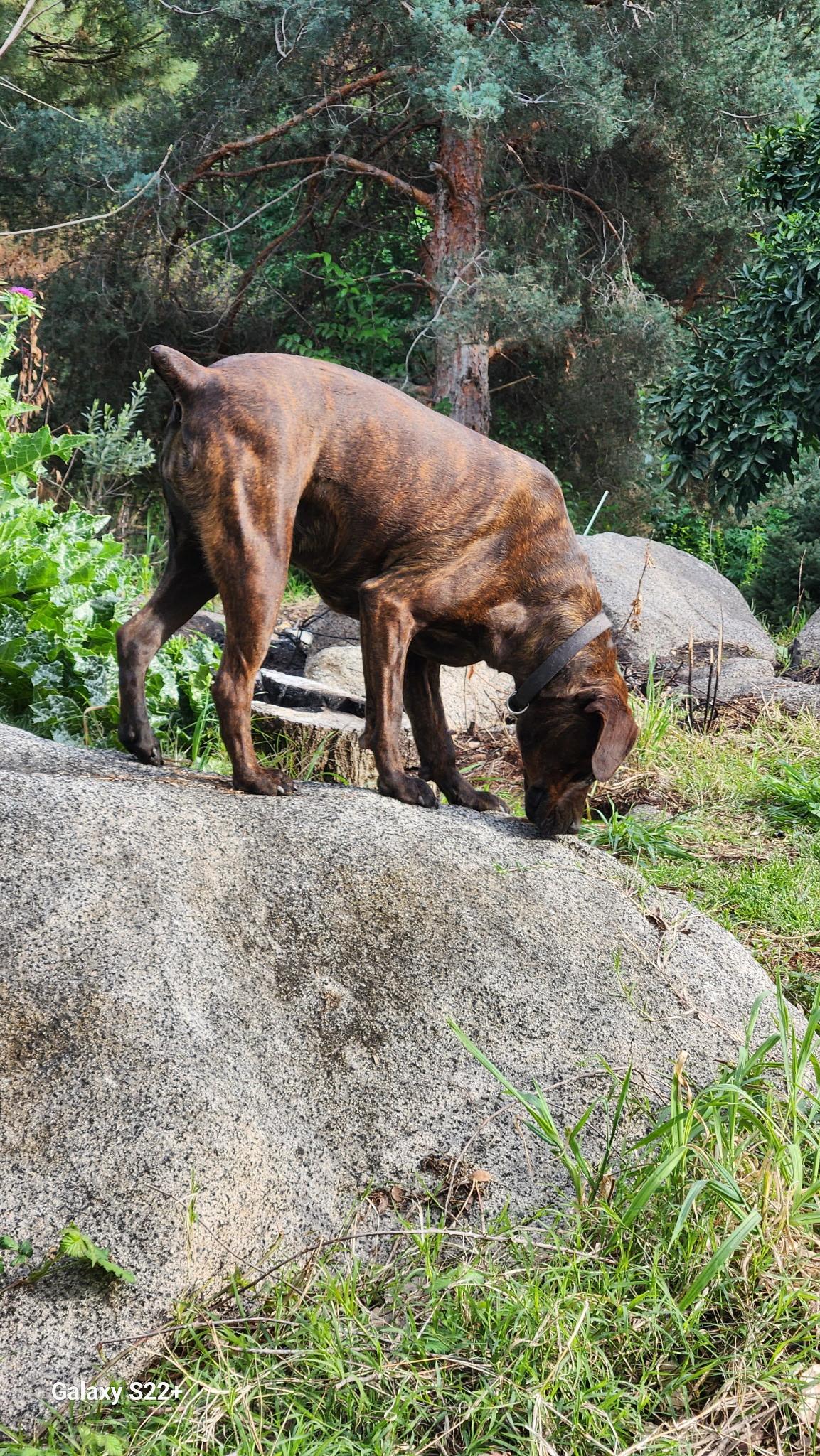 Enlarge Cocoa, a hold Plott Hound in Woodland, CA image 4/4