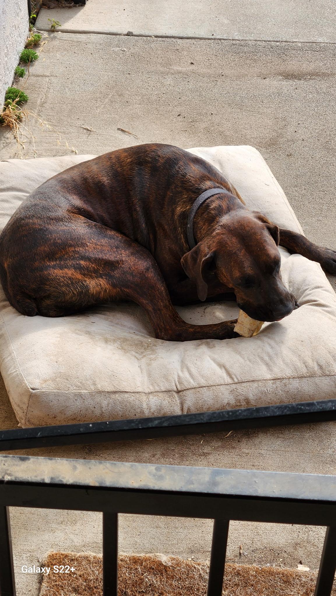 Enlarge Cocoa, a hold Plott Hound in Woodland, CA image 2/4
