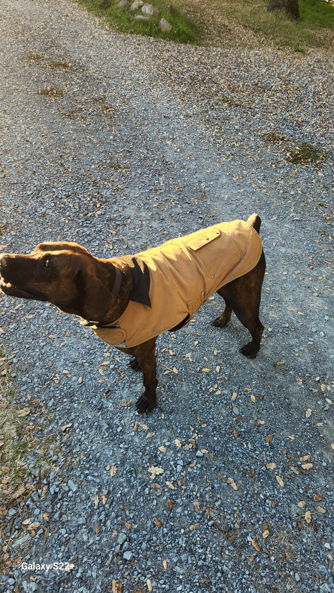 Cocoa, ADOPTABLE, Adult Female Plott Hound.