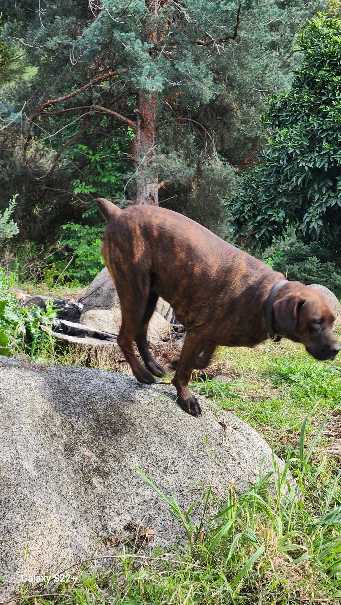 Enlarge Cocoa, a hold Plott Hound in Woodland, CA image 3/4