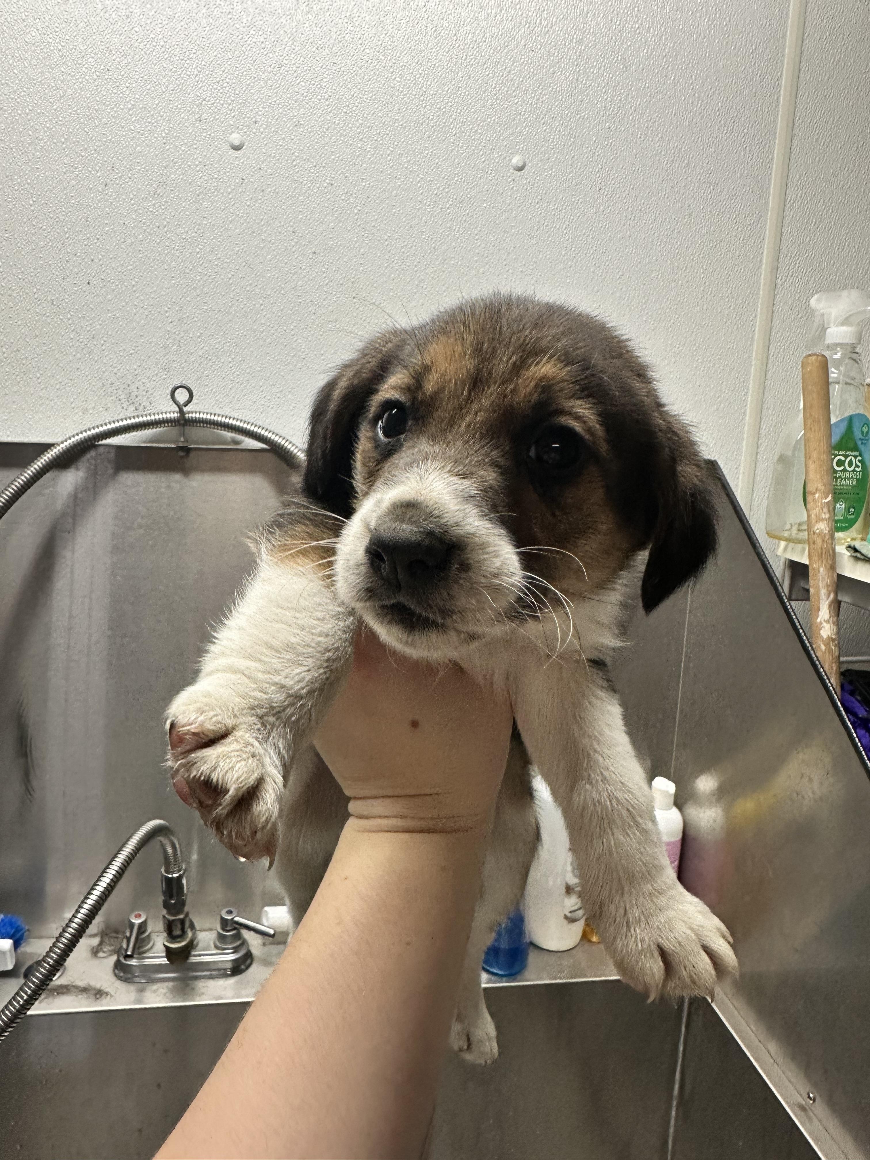 Bojo, Adopted, Young Male Beagle & Border Collie.