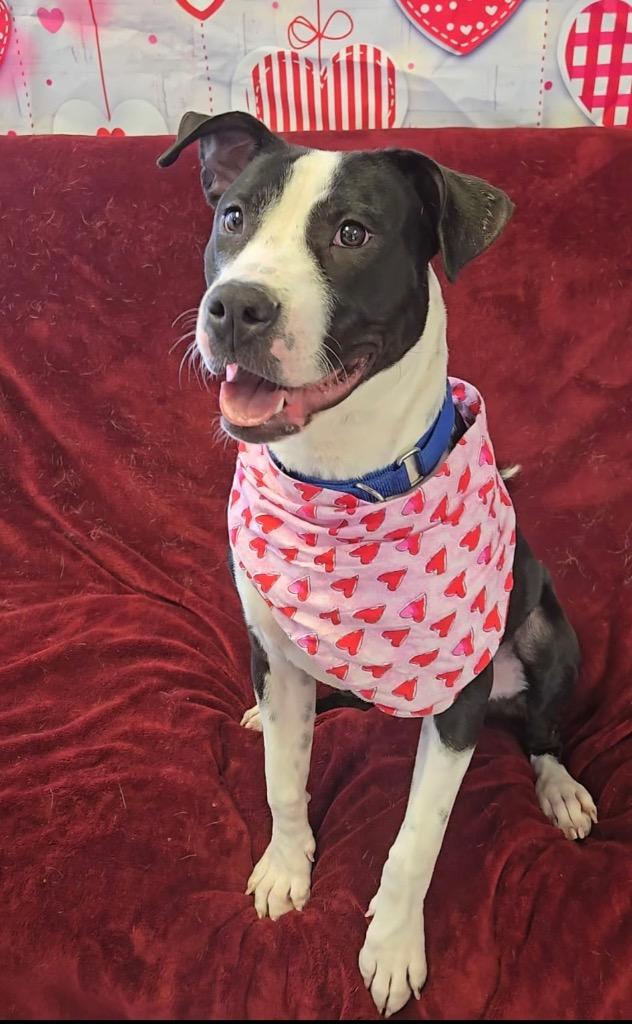 Millie, a Adoptable mixed breed in Marion, OH image 1/5