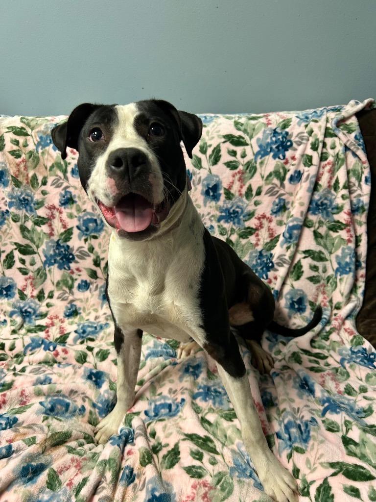 Millie, a Adoptable mixed breed in Marion, OH image 2/5