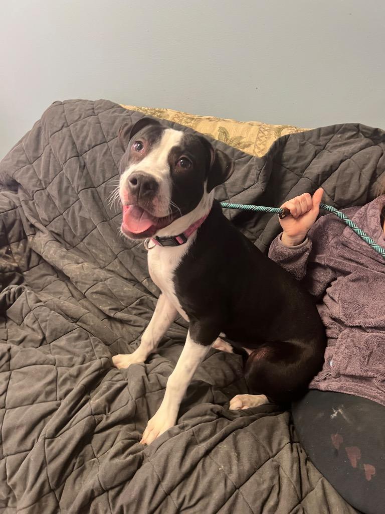 Enlarge Millie, a Adoptable mixed breed in Marion, OH image 1/3