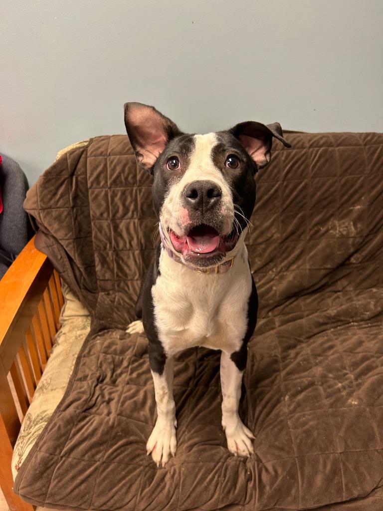 Millie, a Adoptable mixed breed in Marion, OH image 4/5