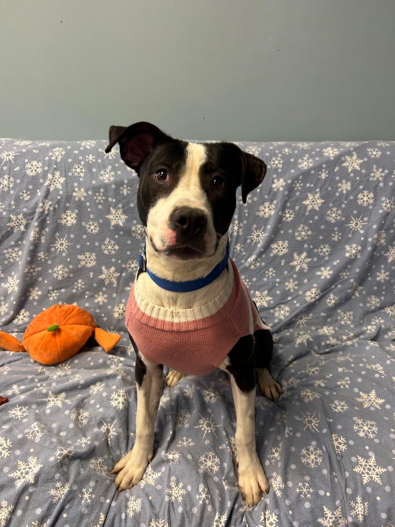 Millie, a Adoptable mixed breed in Marion, OH image 5/5