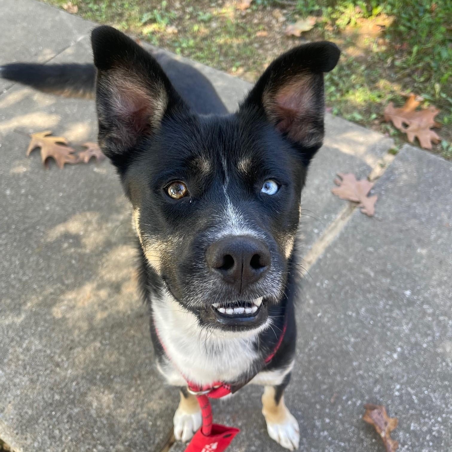 Enlarge Pilot ***Courtesy Post***, an adopted mixed breed in Vine Grove, KY image 2/6